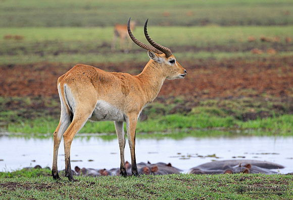 Red Lechwe