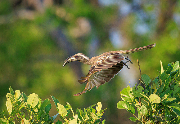 Gray Hornbill