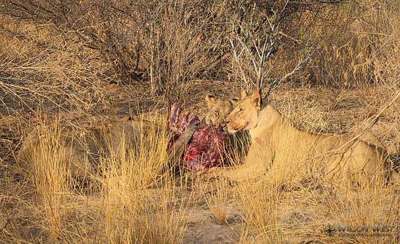 Lions eating a kudu