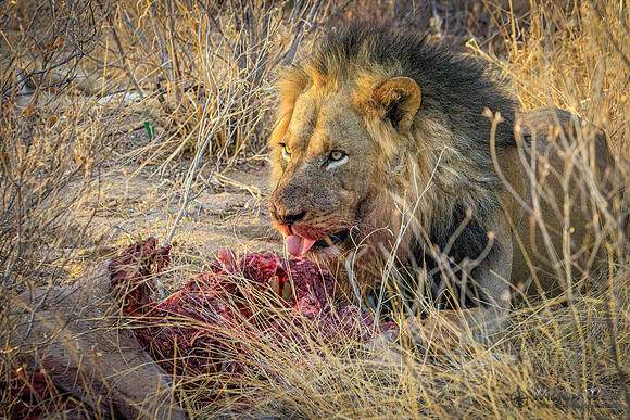 Lions eating a kudu