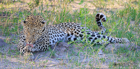 Leopard