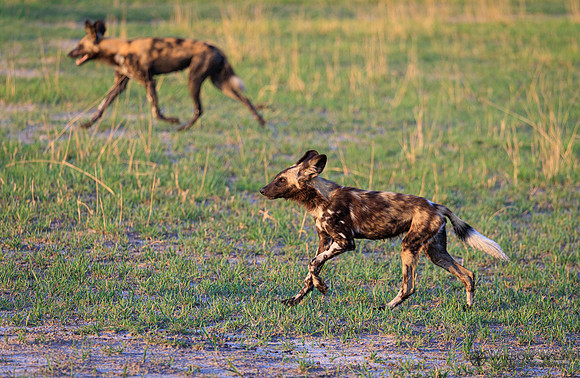 African Wild Dog