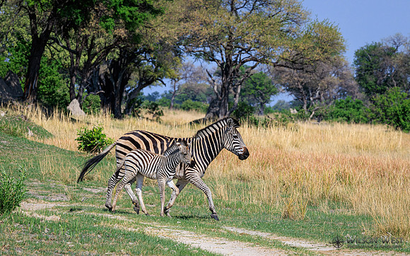 Burchell's Zebra