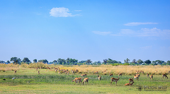 Red Lechwe
