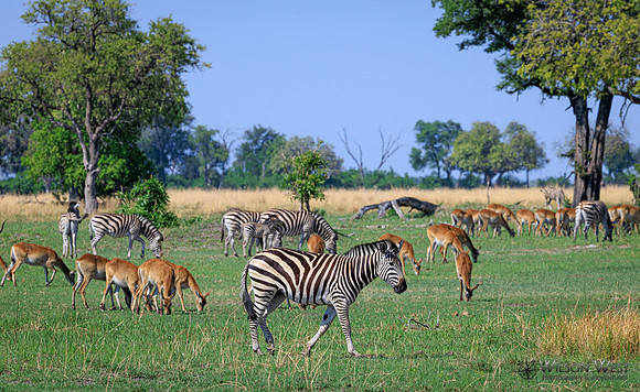 Burchell's Zebra, Red Lechwe