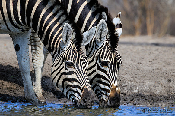Burchell's Zebra