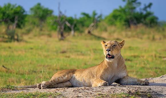 Lion