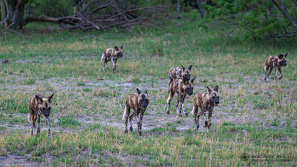 African Wild Dog