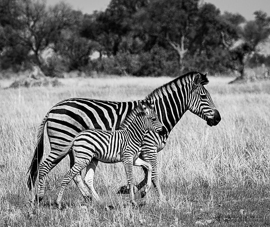 Burchell's Zebra