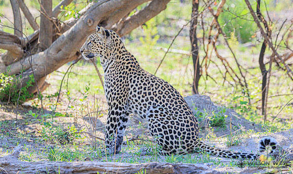 Leopard