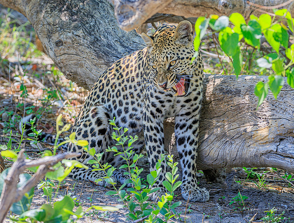 Leopard