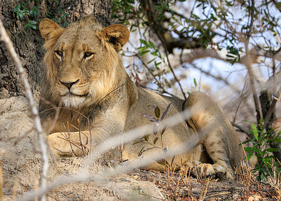 Lion