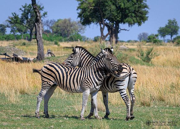 Burchell's Zebra