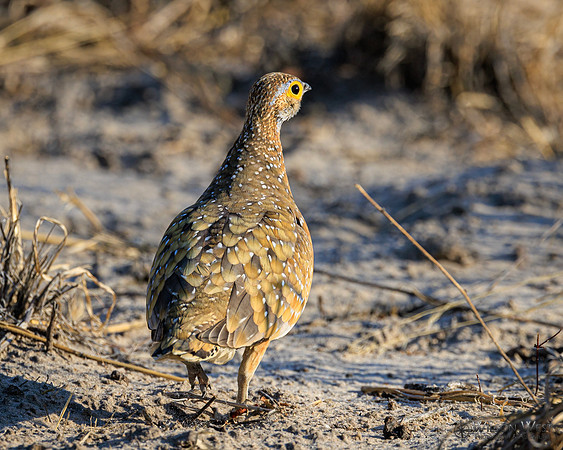 Burchell's Sandgrouse