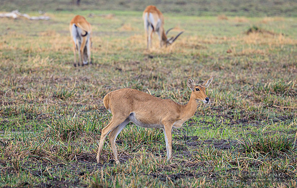 Red Lechwe