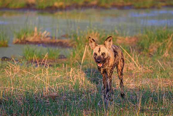 African Wild Dog