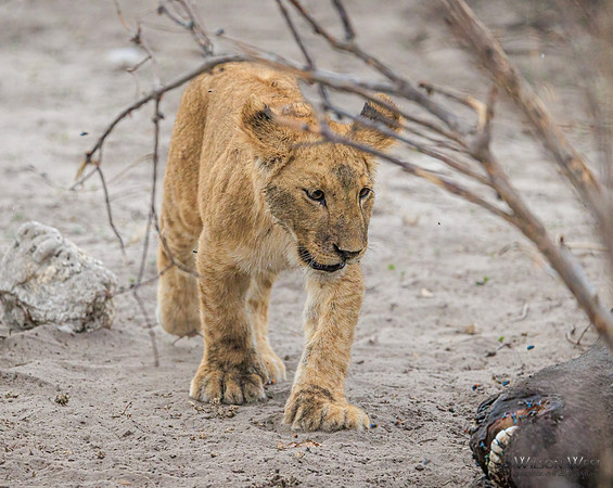 Lion