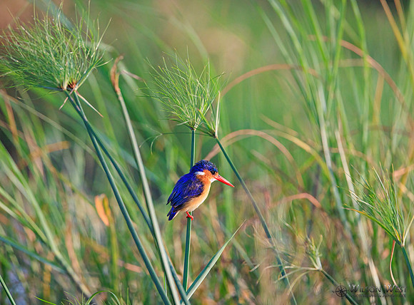 Malachite Kingfisher