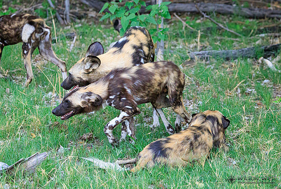 African Wild Dog
