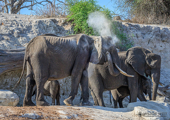 Elephant