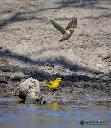 Yellow Canary