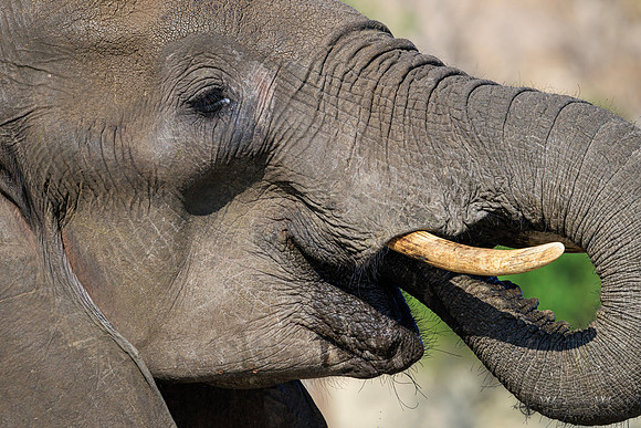 Elephant