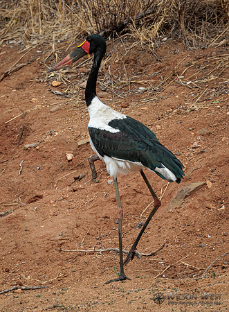 Saddle-billed Stork