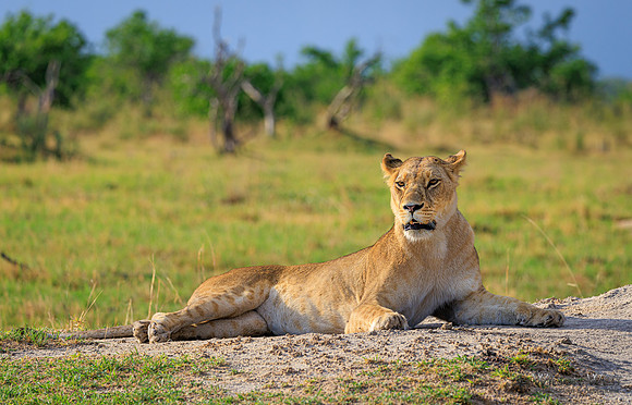 Lion
