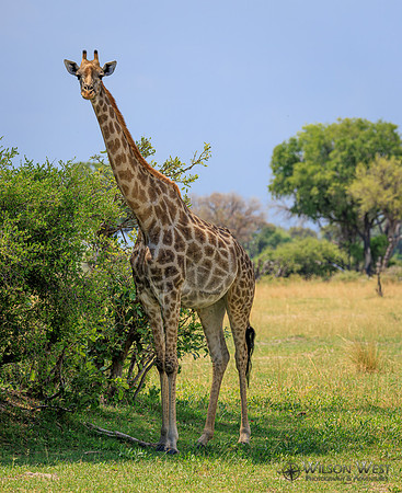 Giraffe