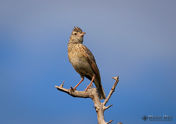 Rufous-naped Lark