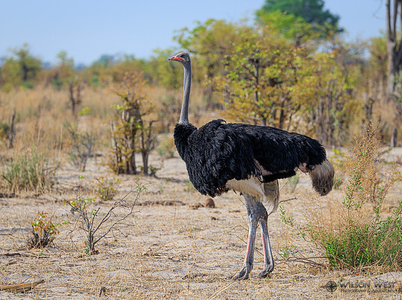 Ostrich