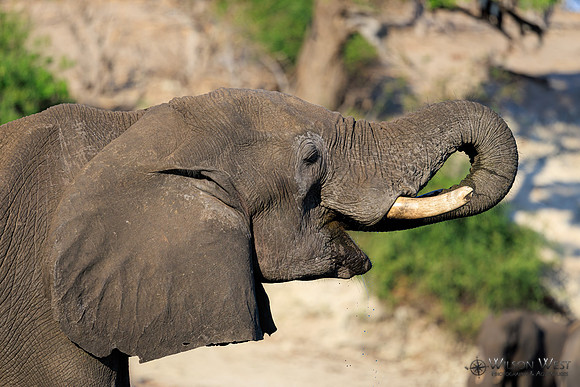 Elephant