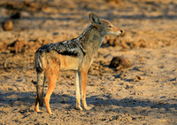 Black-backed Jackal