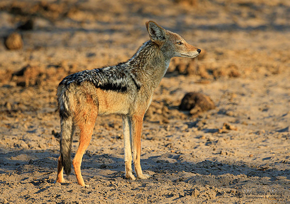 Black-backed Jackal