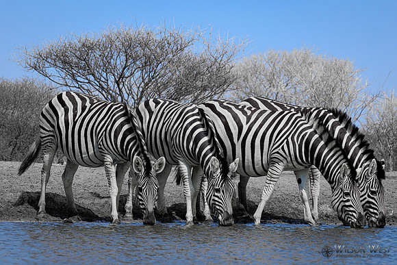 Burchell's Zebra