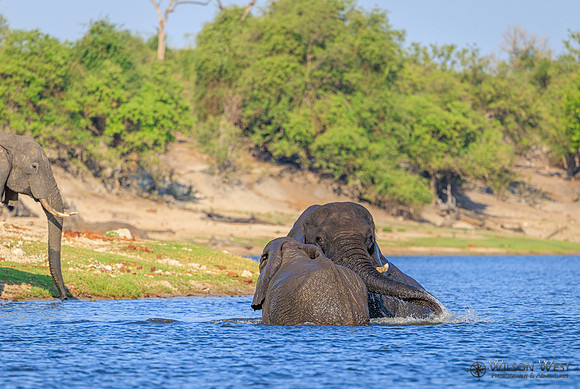 Elephant