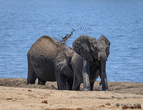 Elephant