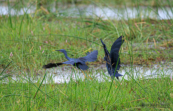 Black Heron