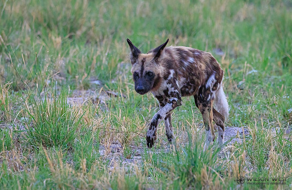 African Wild Dog