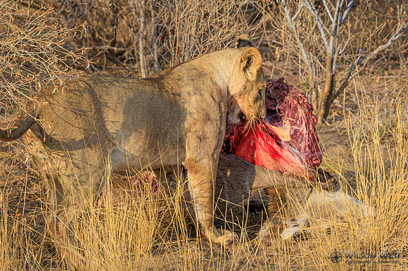 Lions eating a kudu
