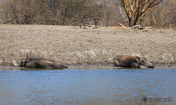 Warthog