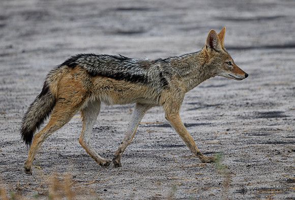 Black-backed Jackal