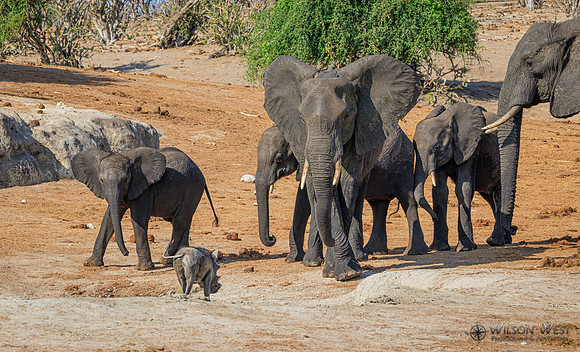 Elephant