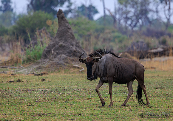 Blue Wildebeest