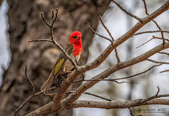 Red-headed Weaver