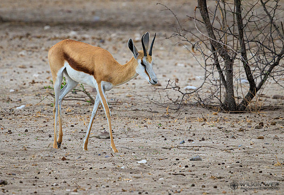 Springbok