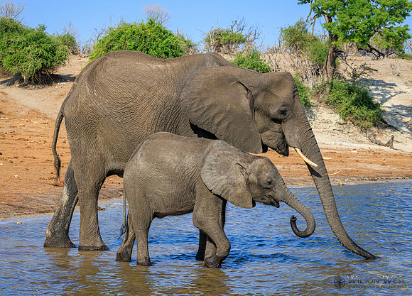 Elephant