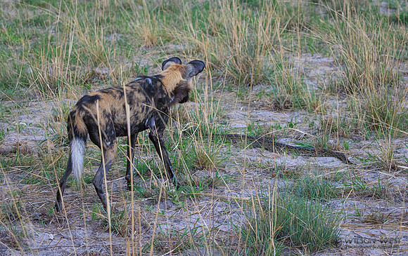 African Wild Dog