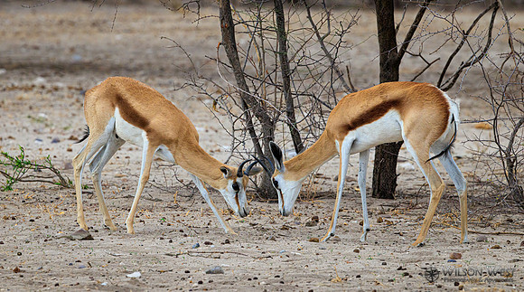 Springbok