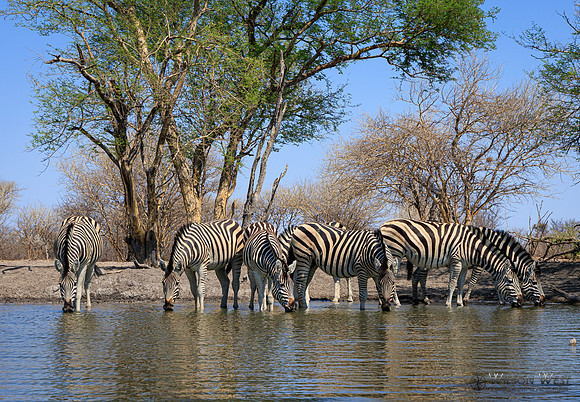Burchell's Zebra